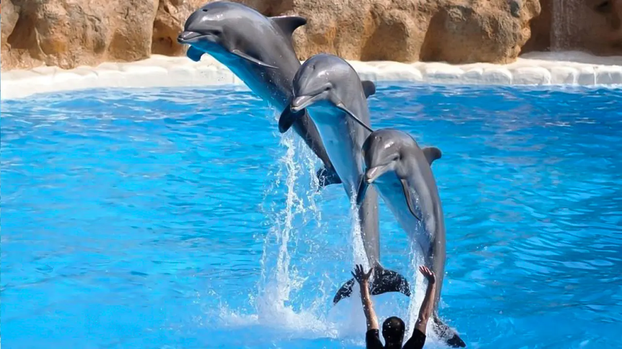 عرض الدلافين والسباحة معهم