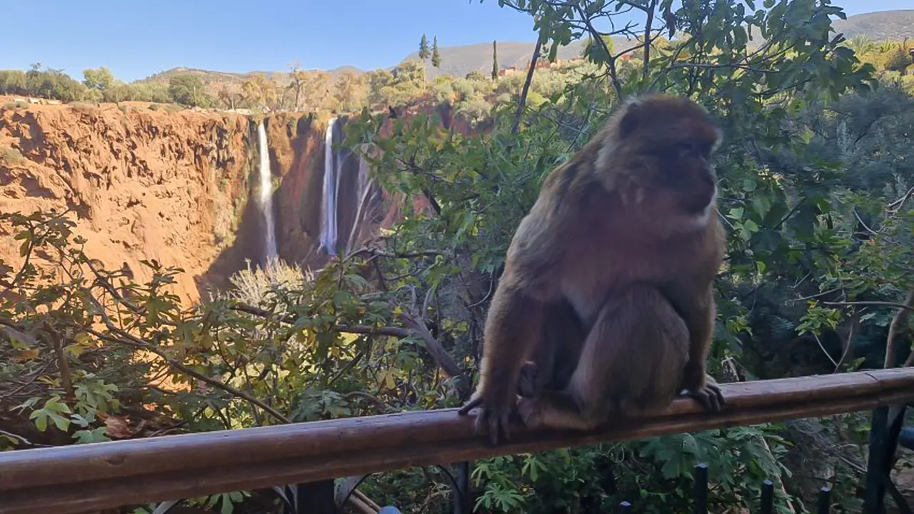 Ouzoud waterfalls  and monkeys included the Guide