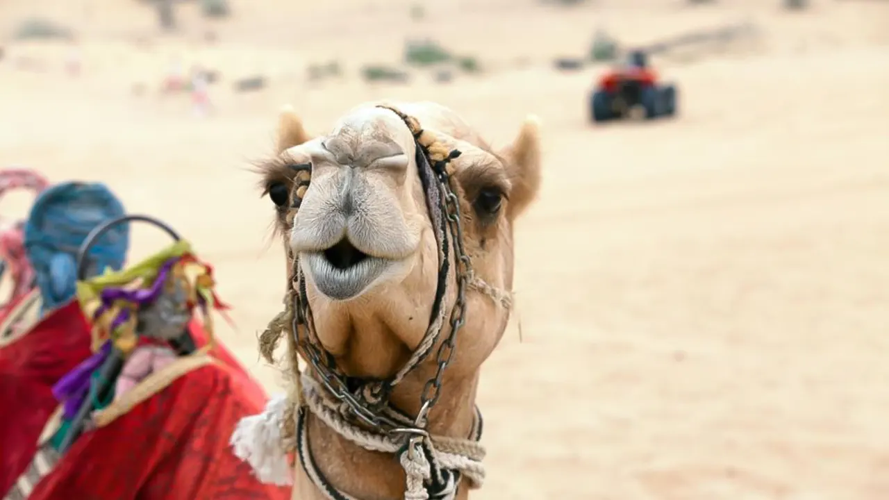 Safari, camel ride & Bedouin village tour